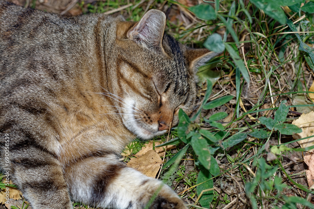 A well-fed cat lies on the grass A well-fed cat lies on the grass