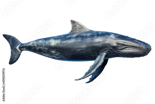 Gentle Giants of the Atlantic  North Right Whales in Majesty isolated on transparent background