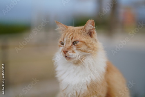 portrait of a cat 