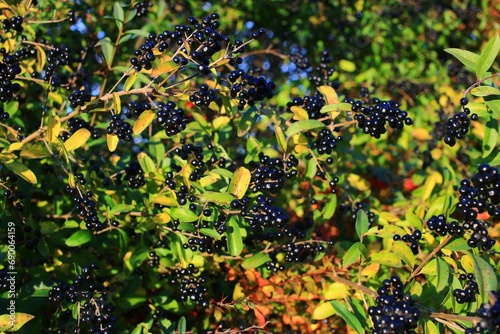 Common privet (Ligustrum vulgare) hedge in autumnal sunlight