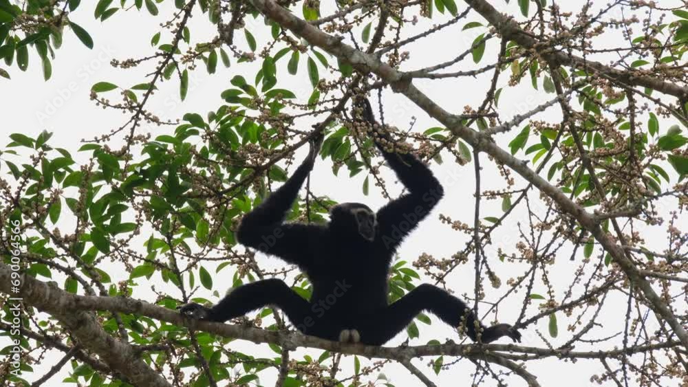 Hanging with both hands, legs spreading on the branch to create balance but also brave enough to display his white genitals as symbol of its future, Pileated gibbon Hylobates pileatus, Thailand Hanging with both hands, legs spreading on the branch to create balance but also brave enough to display his white genitals as symbol of its future, Pileated gibbon Hylobates pileatus, Thailand