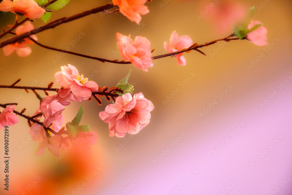 Obraz premium pink cherry blossom