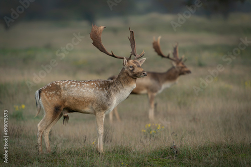 Two male Fallow deer  Dama dama  in rutting season walking around in the forest in the dunes near Amsterdam in the Netherlands.                                                                       