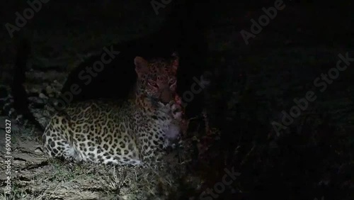 Female leopard at night in Jawai photo