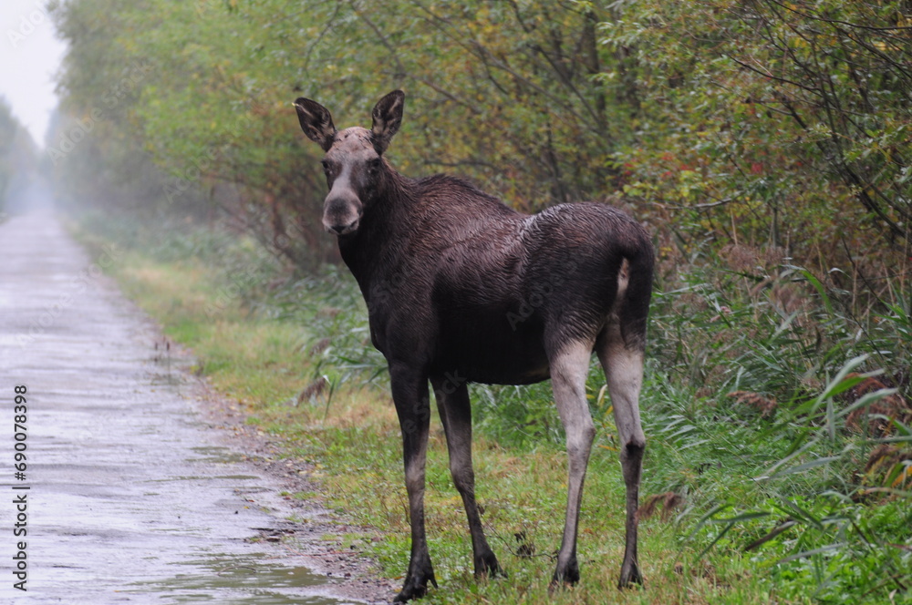 Fototapeta premium Łoś, duże zwierzę.