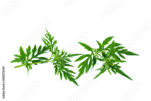 Ragweed plant in allergy season isolated on white background photo