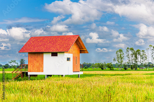 house in rice field green rice field and cloudy blue sky. beautiful landscape in thailand.