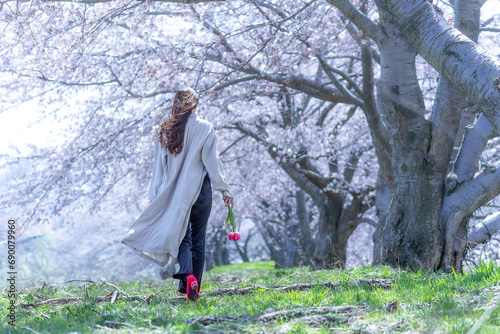 チューリップを一輪持ち、桜並木を歩く女性の後ろ姿。