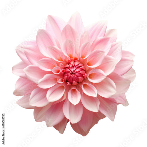 Tender pink dahlia png isolated on a white background