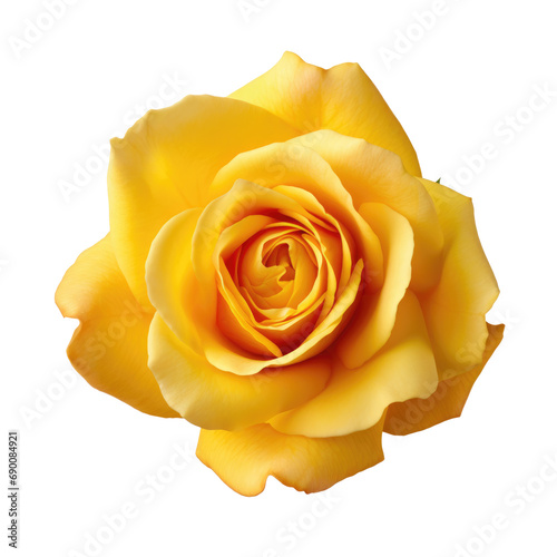 Yellow rose isolated on white, png
