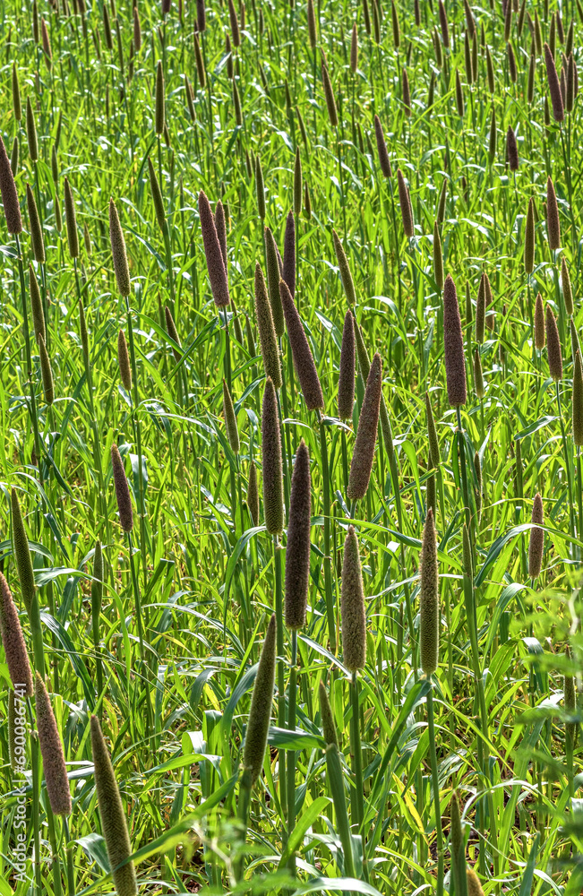 Obraz premium Pearl millet (Pennisetum glaucum) or Bajra green plant in a farm, Madhya Pradesh, India.