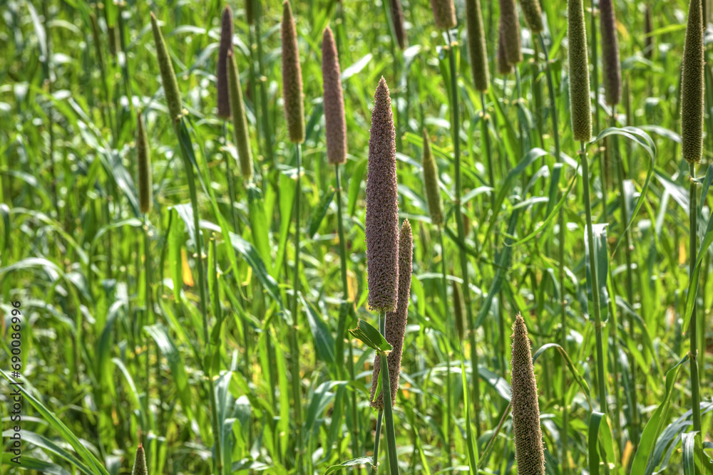 Pearl millet (Pennisetum glaucum) or Bajra green plant in a farm, Madhya Pradesh, India.