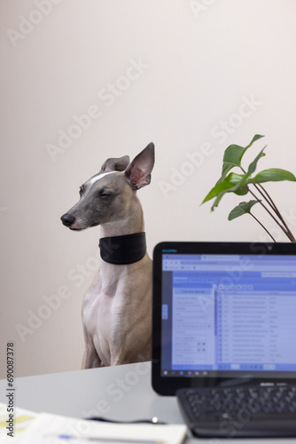 A Whippet dog on a chair squinted its eyes and turned away from the doctor. veterinary clinic