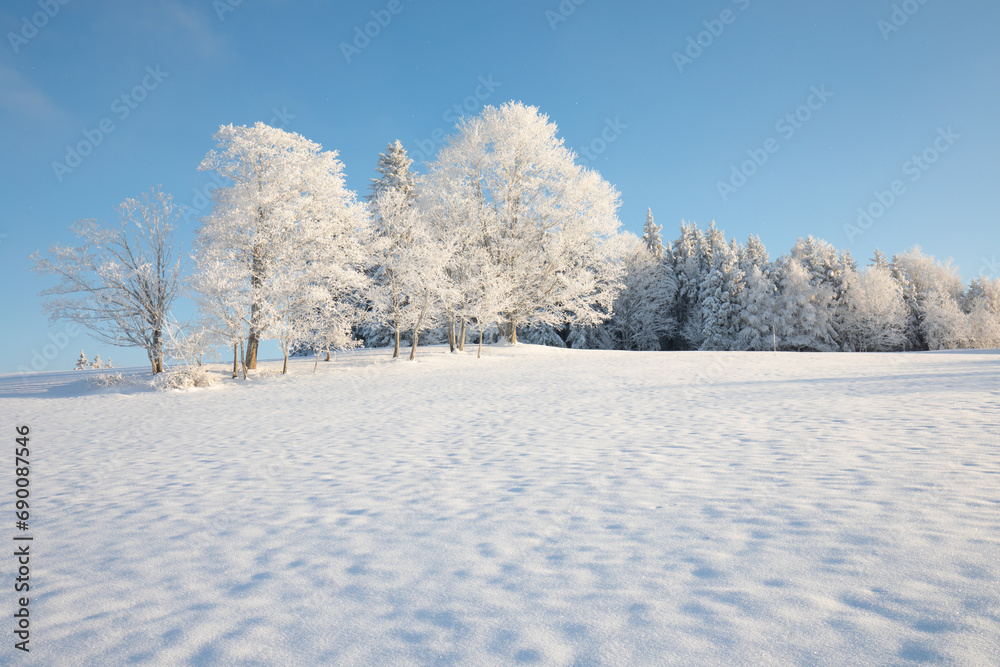 Incredible winter landscape with snowcapped trees under bright sunny light in frosty morning. Amazing nature scenery in winter mountain valley. Awesome natural Background. Christmas time Universal use Incredible winter landscape with snowcapped trees under bright sunny light in frosty morning. Amazing nature scenery in winter mountain valley. Awesome natural Background. Christmas time Universal use