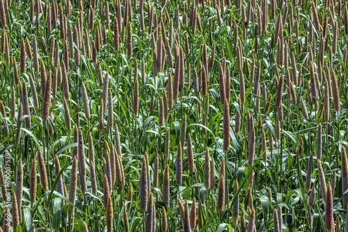 Pearl millet  Pennisetum glaucum  or Bajra green plant in a farm  Madhya Pradesh  India.