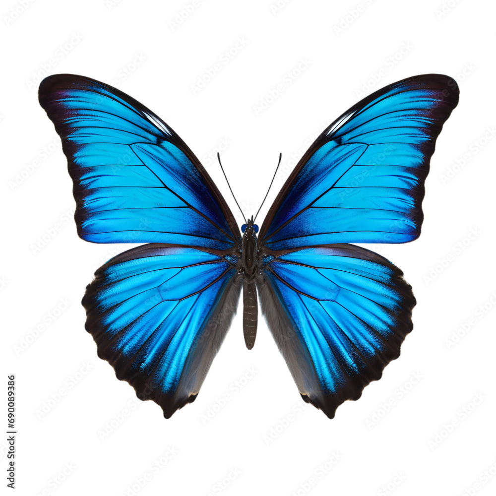 butterfly isolated on transparent background butterfly isolated on transparent background