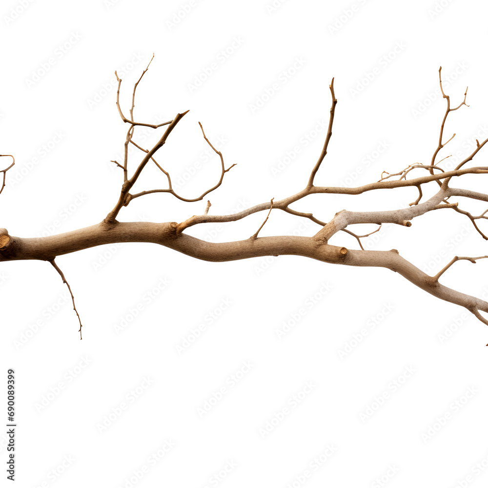 Dry tree branch isolated on transparent background