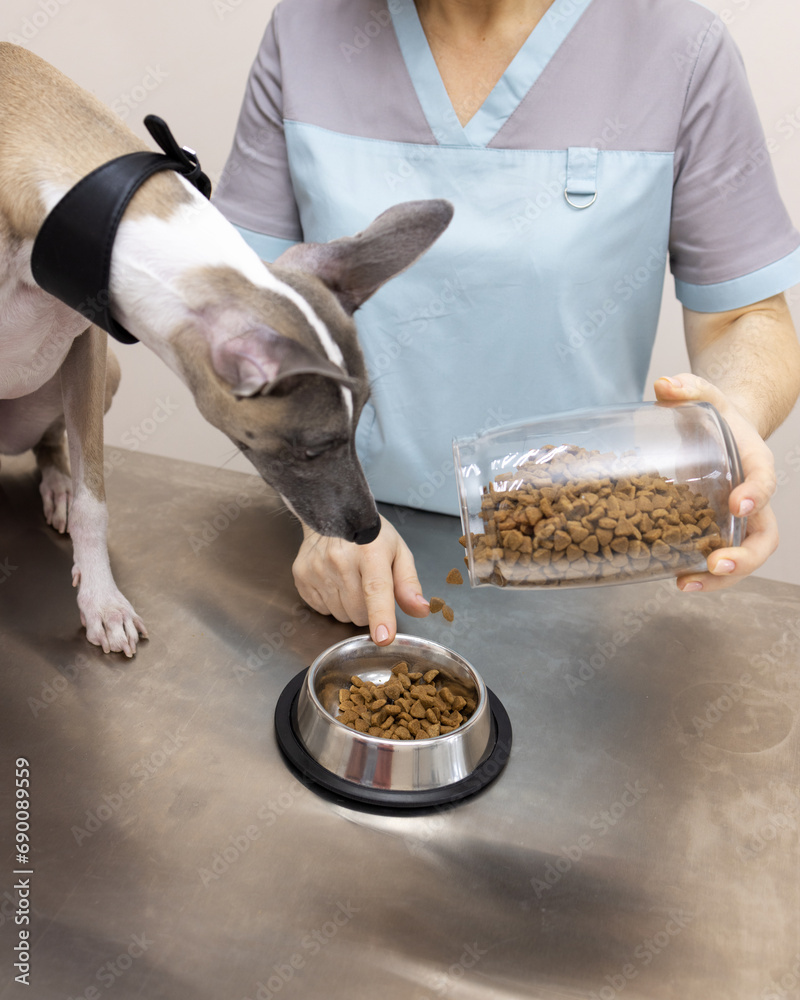 The veterinarian shows the dog how much dry food you can eat. Emotion