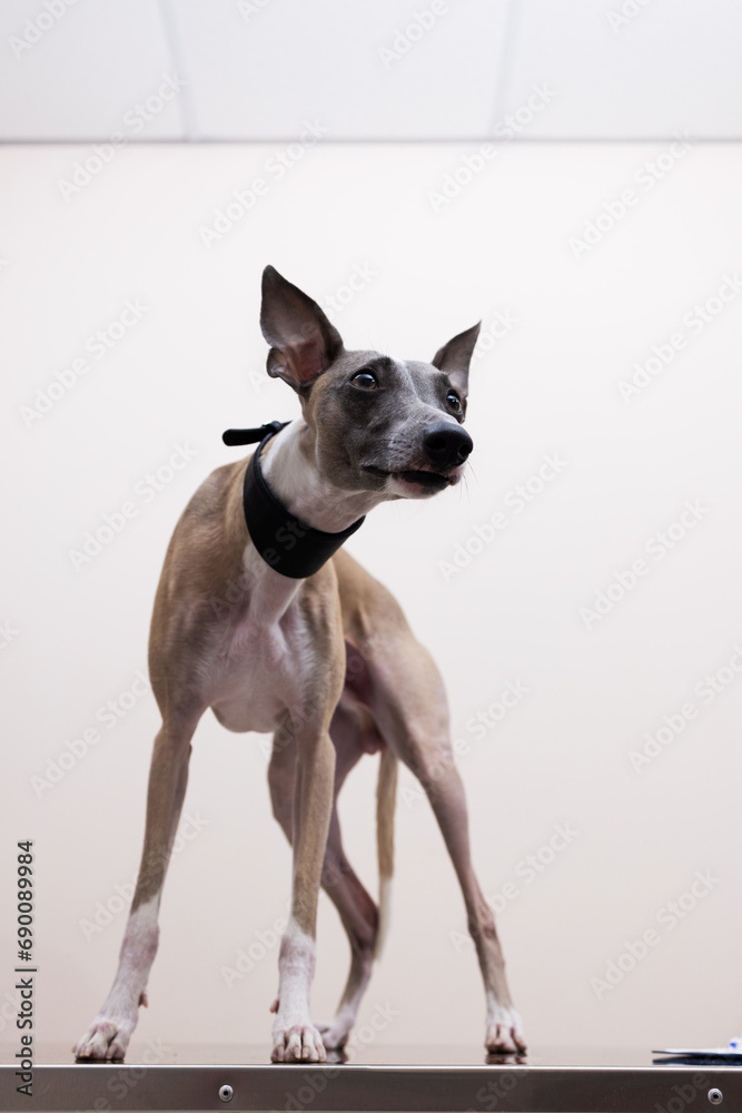 Portrait of Whippet dog in a plaintive pose on a light background