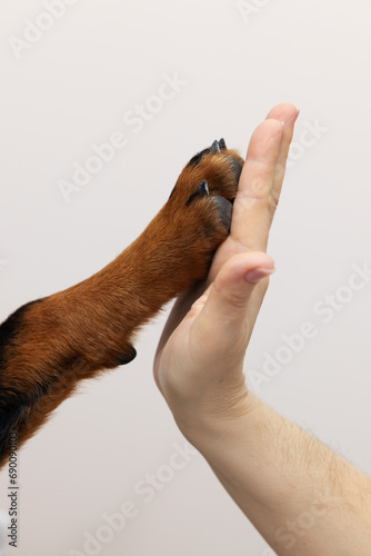 The concept of a man and a dog. Rottweiler's paw and a woman's hand. Emotion of the veterinary clinic