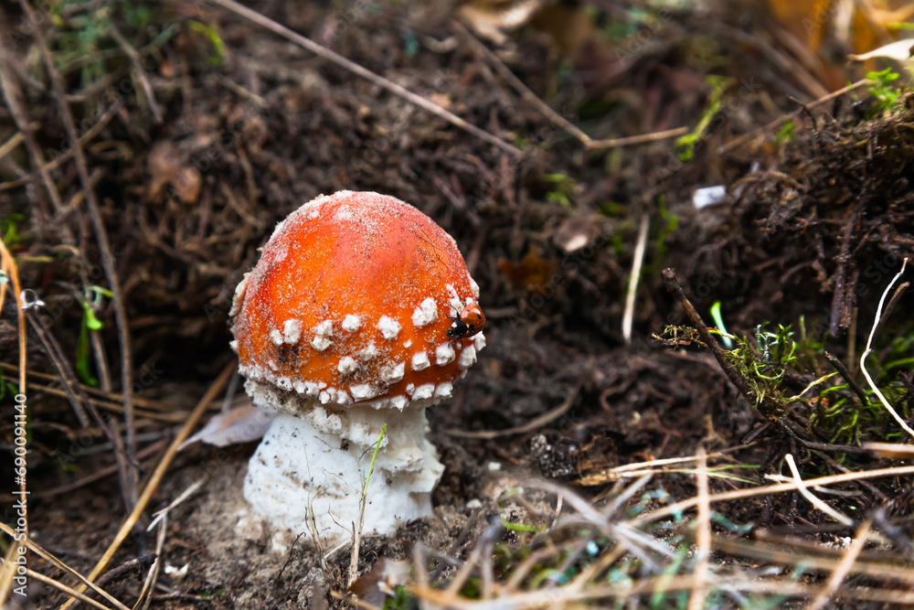 Poisonous mushroom fly agaric in the forest on the ground with a ladybug on it. Amanita in the forest, with a red hat and white spots on it. Poisonous mushroom fly agaric in the forest on the ground with a ladybug on it. Amanita in the forest, with a red hat and white spots on it.