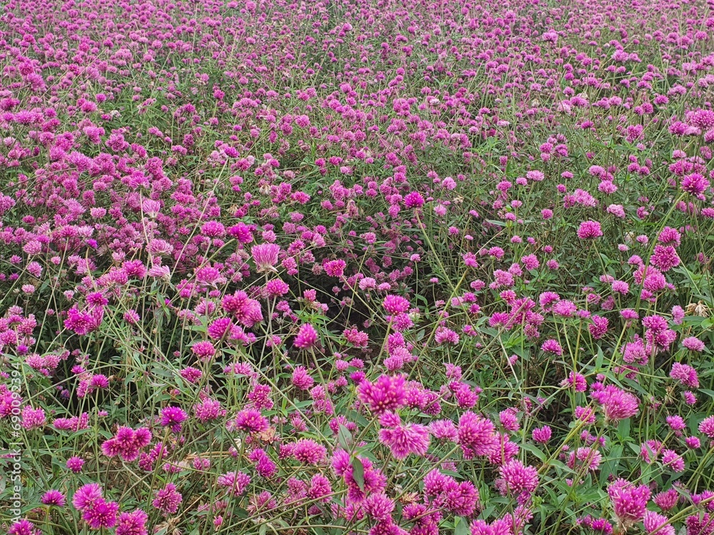 Firework Flower Field, Wang Nam Khiao, Nakhon Ratchasima, 3 December 2023 Firework Flower Field, Wang Nam Khiao, Nakhon Ratchasima, 3 December 2023