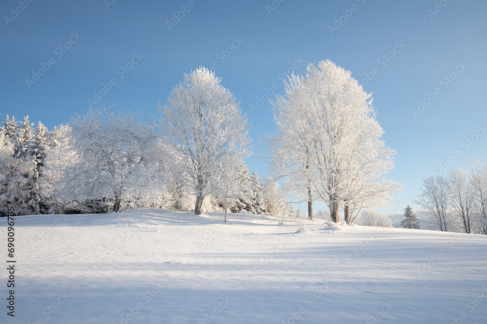 Incredible winter landscape with snowcapped trees under bright sunny light in frosty morning. Amazing nature scenery in winter mountain valley. Awesome natural Background. Christmas time Universal use Incredible winter landscape with snowcapped trees under bright sunny light in frosty morning. Amazing nature scenery in winter mountain valley. Awesome natural Background. Christmas time Universal use