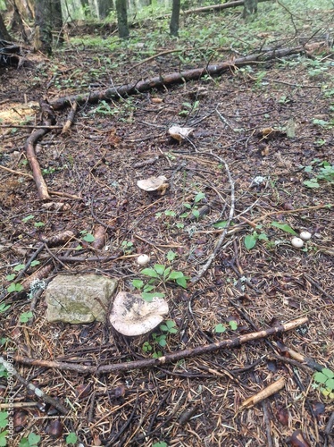 Glade with large milk mushrooms in the forest on the shore of a black lake in Montenegro