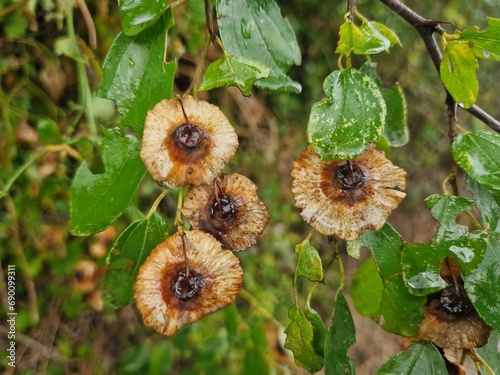 Paliurus spina-christi, commonly known as Jerusalem thorn, garland thorn, Christ thorn bush bearing fruit in the form of tree nuts arranged in a round wing  photo