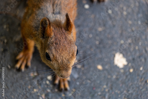 Squirrel's head in close-up.