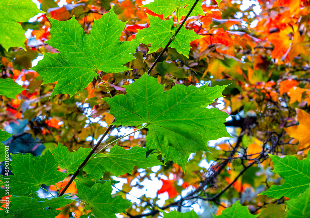 Green maple leaves on a tree on a summer day. Green maple leaves on a tree on a summer day.