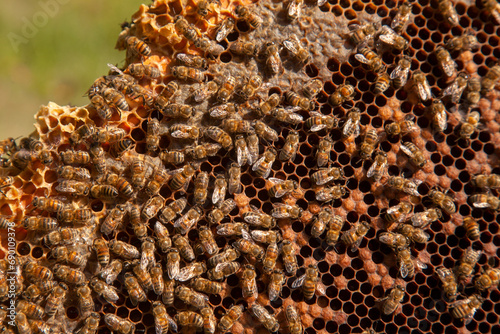 Working bees in a hive on honeycomb. Bees inside hive with sealed and open cells for their young..