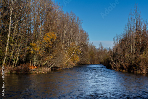 Landscape with the Bernesga River, trees in late autumn and cow on its bank. Province of León, Spain. photo