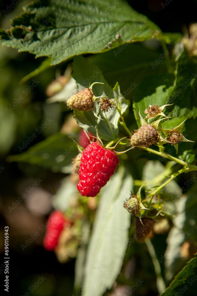 Ripe and unripe raspberry in the fruit garden. Growing natural bush of raspberry. Branch of raspberry in sunlight. Ripe and unripe raspberry in the fruit garden. Growing natural bush of raspberry. Branch of raspberry in sunlight.