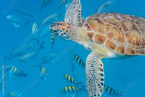Underwater view of Green Sea Turtle (Chelonia mydas) swimming in blue sea in Barbados © mmmm