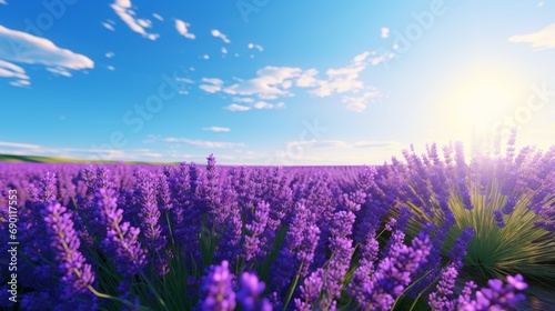 lavender field in region