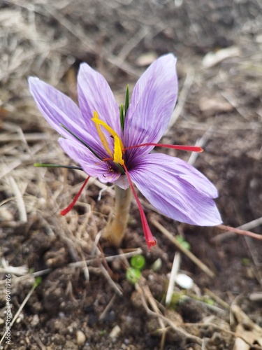 Fleur de safran, crocus