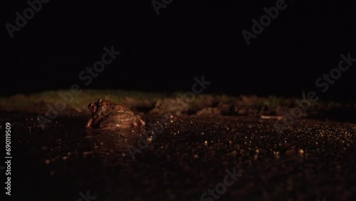 frogs on the street at night (mating season) photo