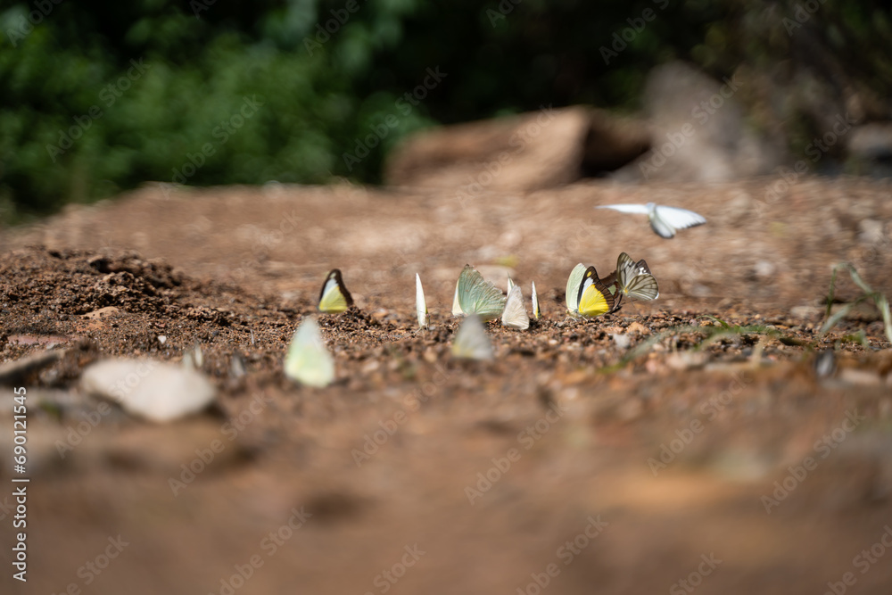 Many butterflies cling to the ground and flutter their wings. on the melted background natural beauty concept Many butterflies cling to the ground and flutter their wings. on the melted background natural beauty concept