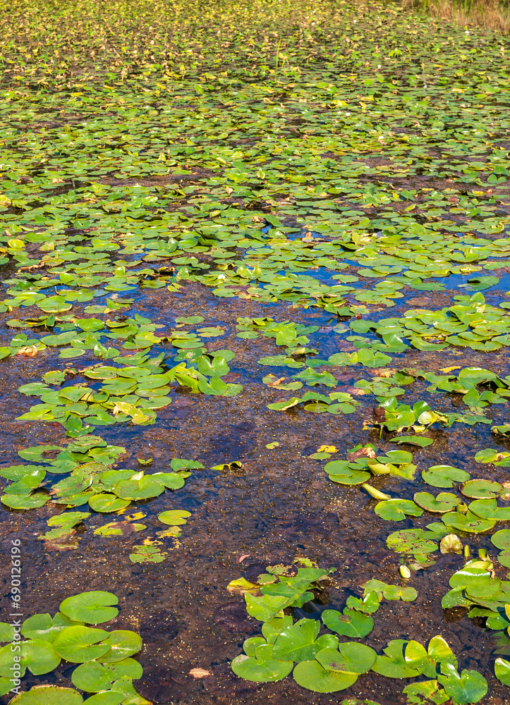 Wetlands at Cuyahoga Valley National Park in Ohio Wetlands at Cuyahoga Valley National Park in Ohio