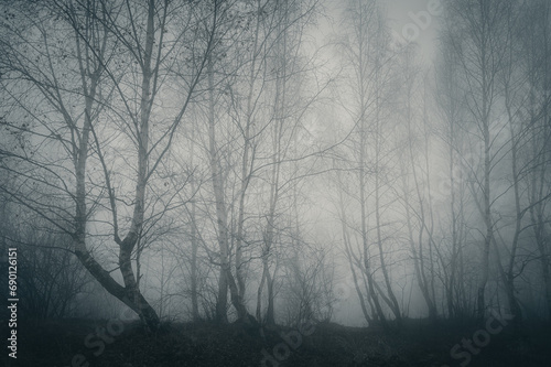 Mysterious foggy forest with bare tree trunks. Dark autumn landscape.