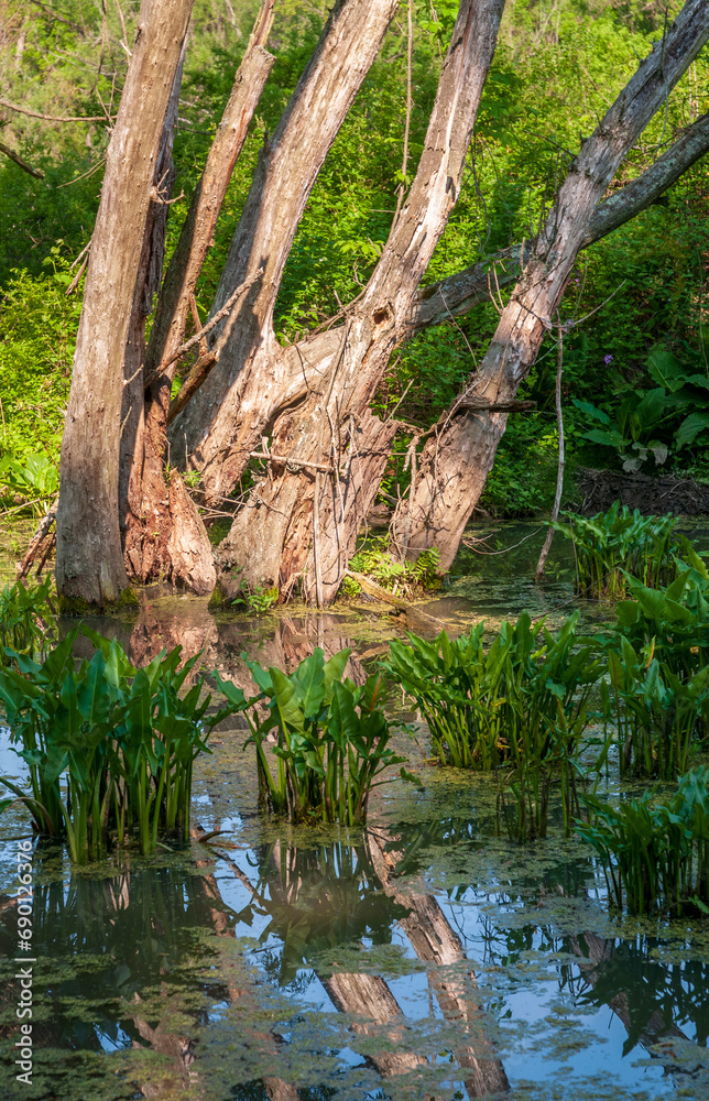 Wetlands at Cuyahoga Valley National Park in Ohio Wetlands at Cuyahoga Valley National Park in Ohio