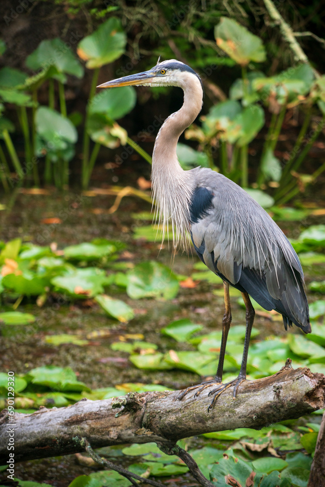 A Great Blue Heron in Cuyahoga Valley, Ohio A Great Blue Heron in Cuyahoga Valley, Ohio