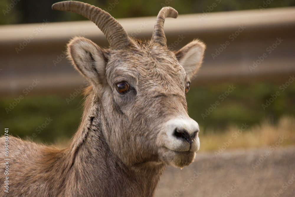 Close-up of a female longhorn sheep on a highway
