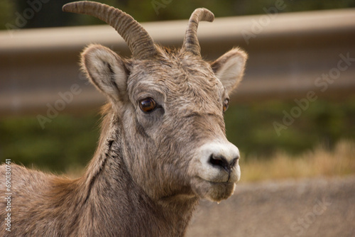 Close-up of a female longhorn sheep on a highway