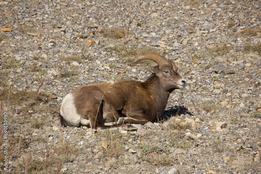 Resting male longhorn sheep in Banff National Park Resting male longhorn sheep in Banff National Park