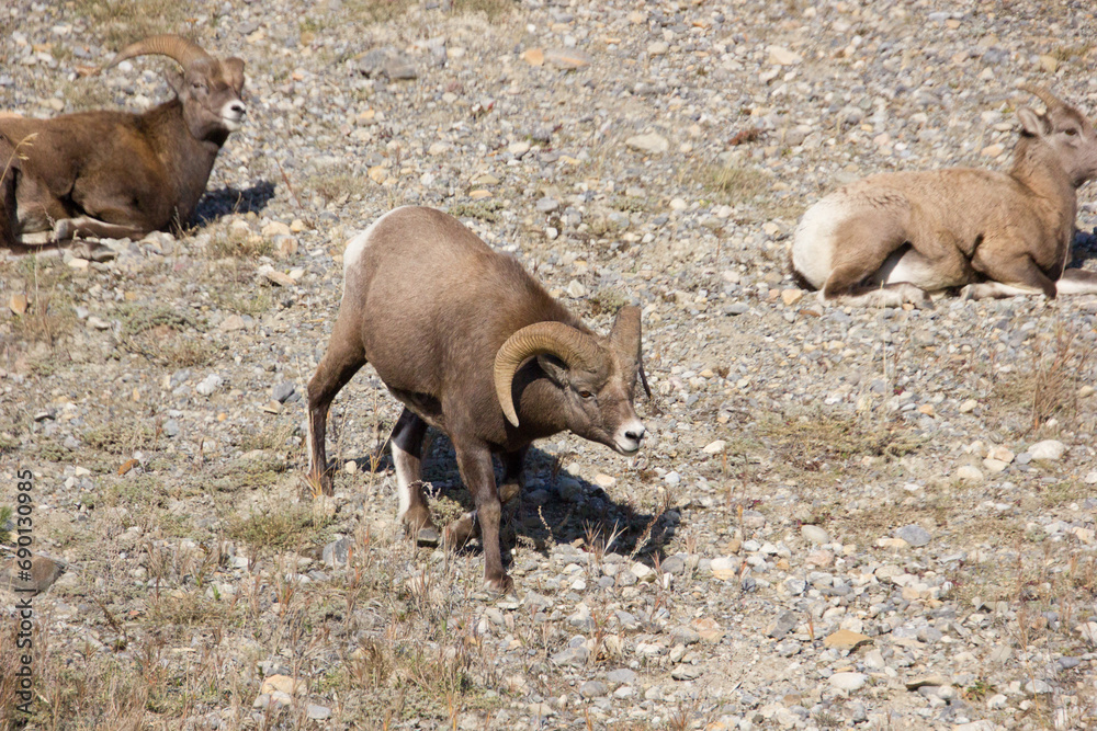 Male longhorn sheep walking around in Banff National Park Male longhorn sheep walking around in Banff National Park