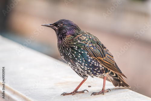 The common starling or Sturnus vulgaris or the European starling. Sitting on the fence in the garden in springtime. © Dmitrii Potashkin