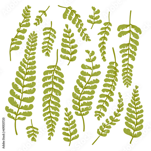fern leaves isolated on transparent background (ID: 690131720)