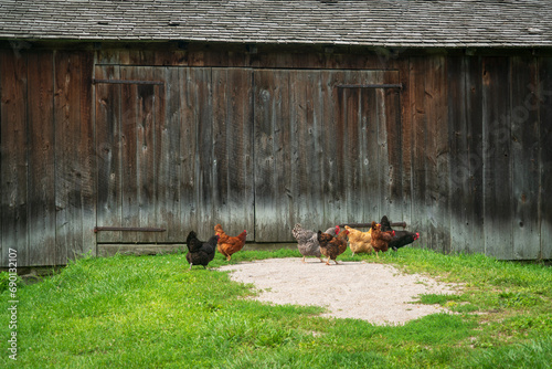 Slika na platnu Free Range Chickens at Hale Farm Village, Cuyahoga Valley National Park in Ohio